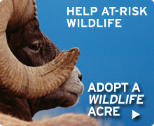 Adopt a Wildlife Acre today!